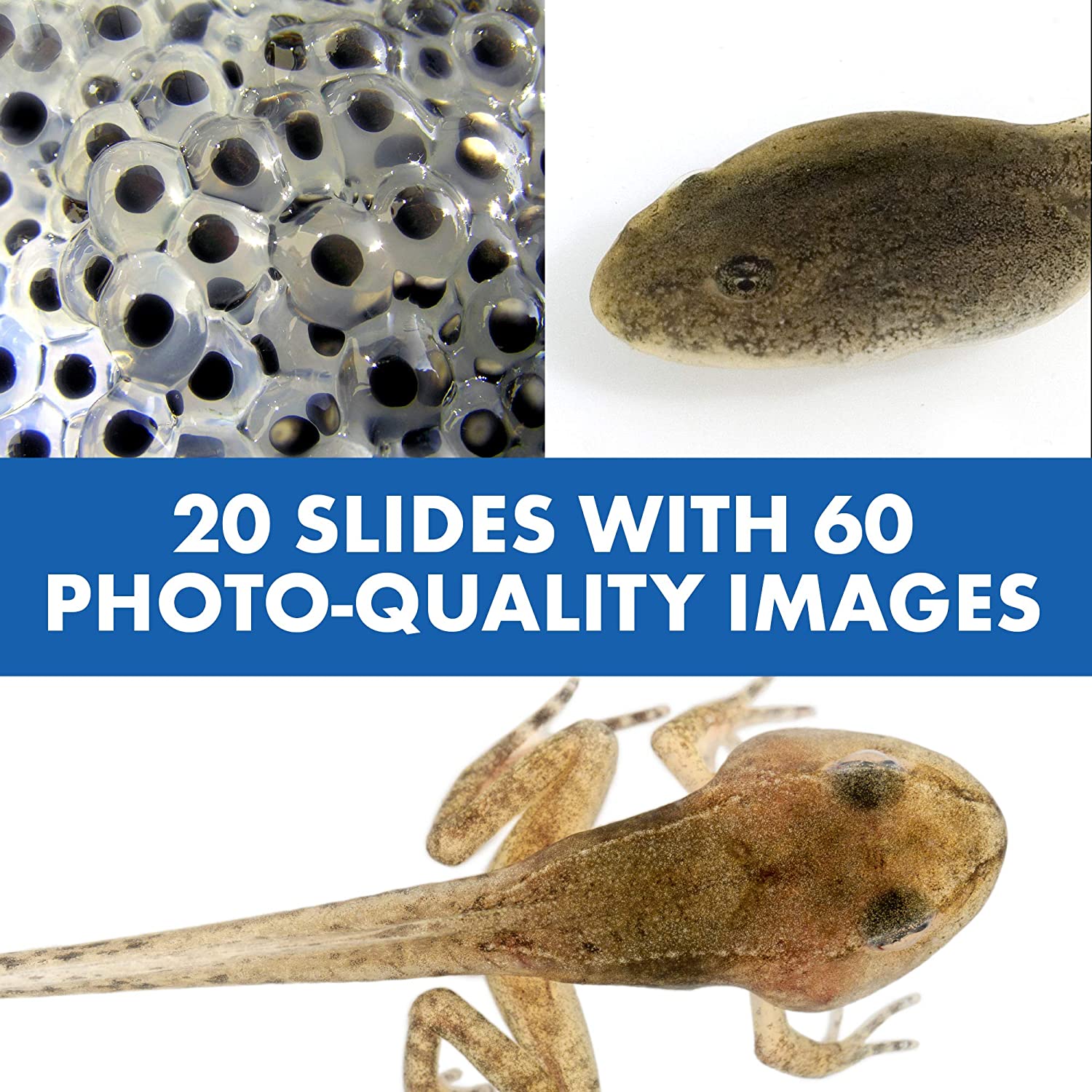 Microscope Toy for Kids with Talking Feature