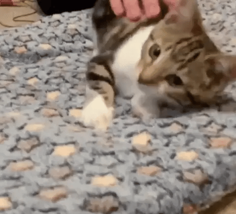 Pet Blanket Soft Fleece Washable Furniture Protector