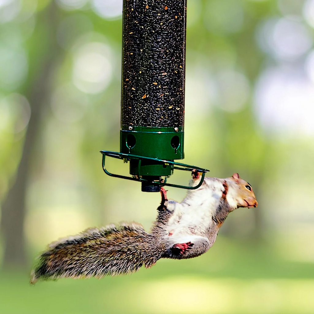 Bird Feeder Metal Hanging Squirrel Proof Design